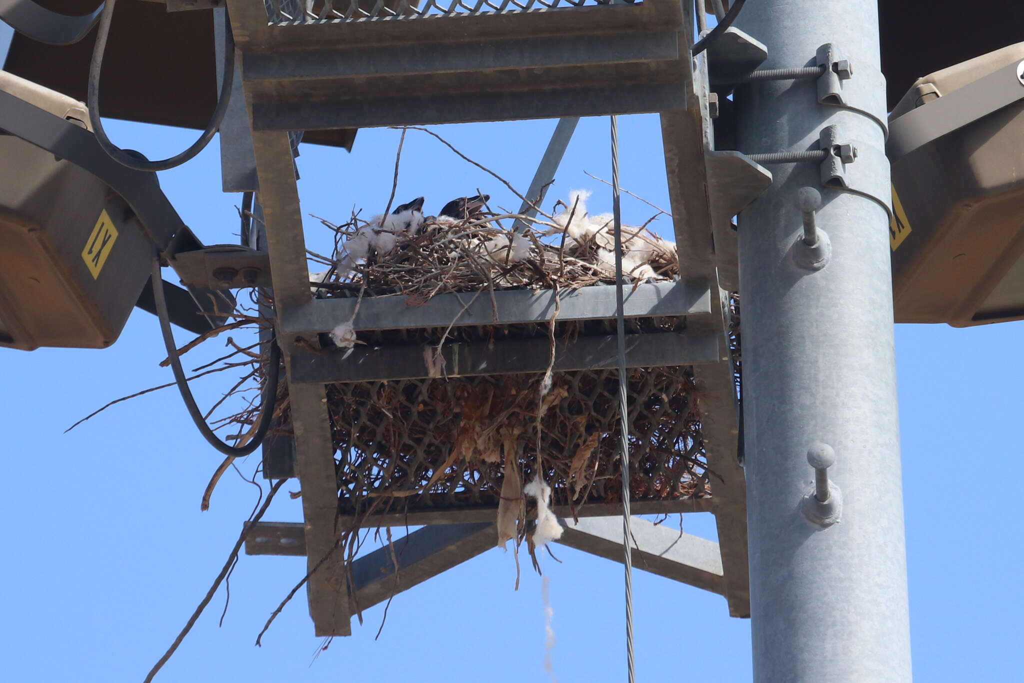 Image of Chihuahuan Raven