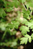 Image of Crataegus microphylla C. Koch