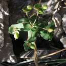 Sivun Euphorbia variabilis subsp. valliniana (Belli) Jauzein kuva