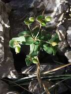 Image of Euphorbia variabilis subsp. valliniana (Belli) Jauzein