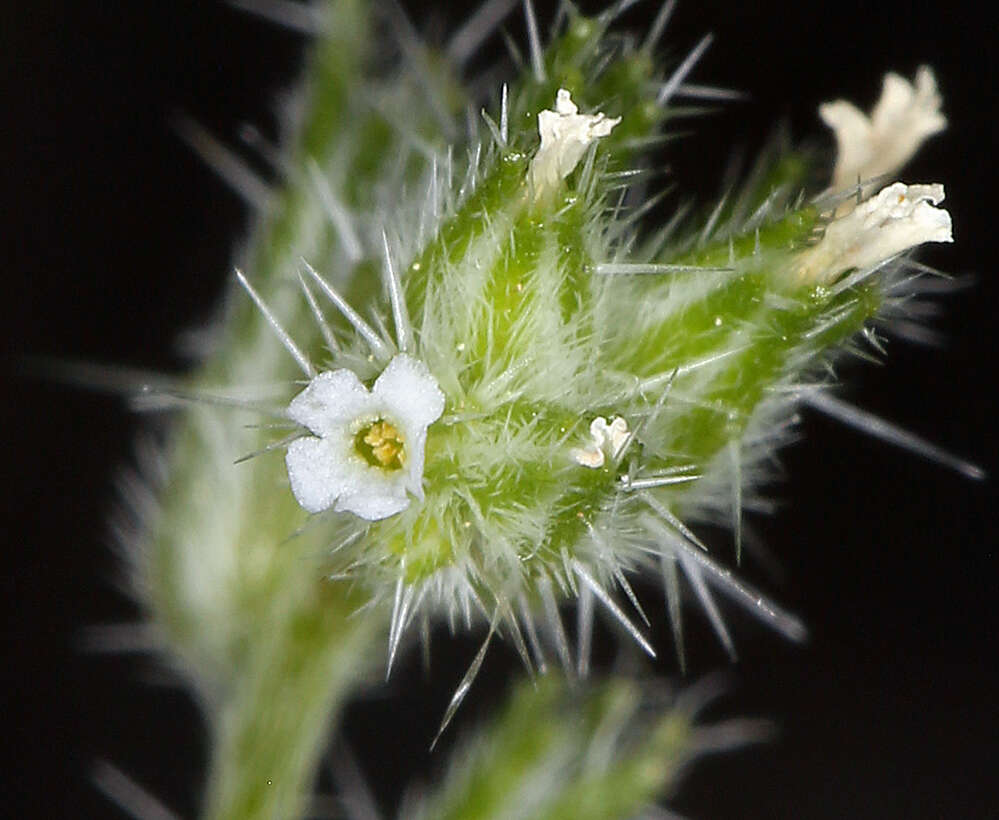 Image of Pinyon Desert cryptantha