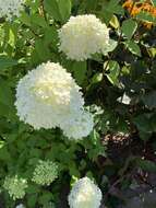 Image of panicled hydrangea