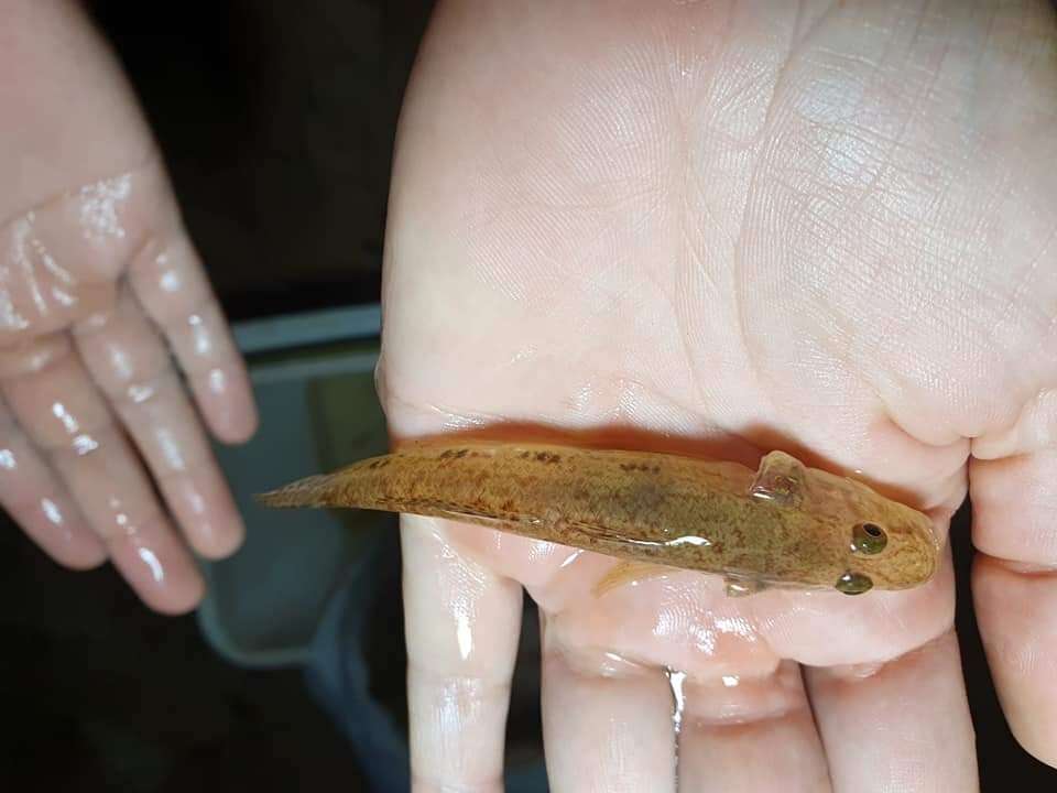 Image of Goby