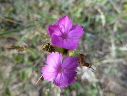 Image de Dianthus balbisii subsp. balbisii