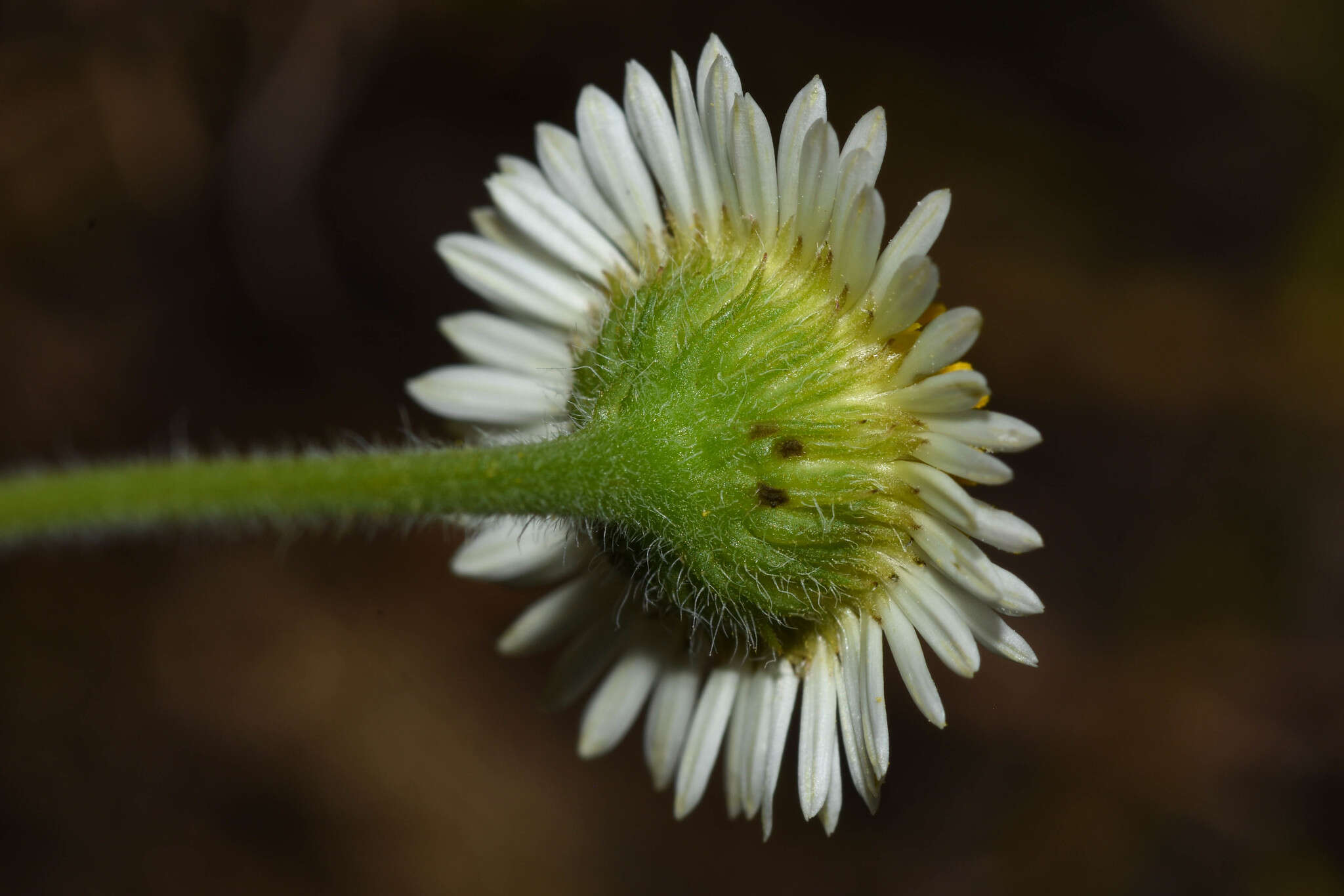 Image of Hysterionica chamomilloides Deble