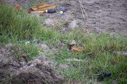 Image of Peruvian Pipit