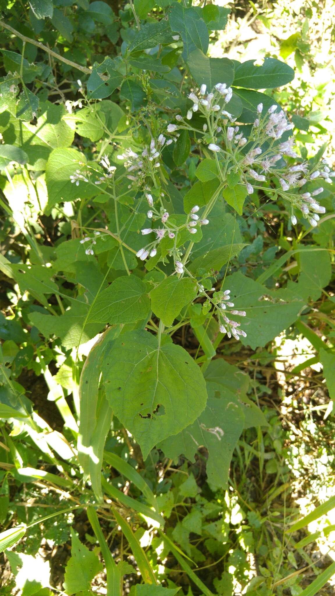 Image of Peteravenia malvifolia (DC.) R. King & H. Rob.