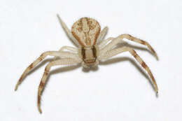 Image of Northern Crab Spider