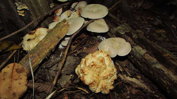 Image of Entoloma abortivum (Berk. & M. A. Curtis) Donk 1949