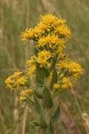 Image of velvety goldenrod