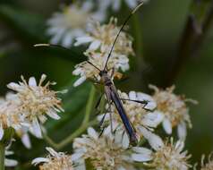 Image of Enchoptera apicalis Saunders 1850