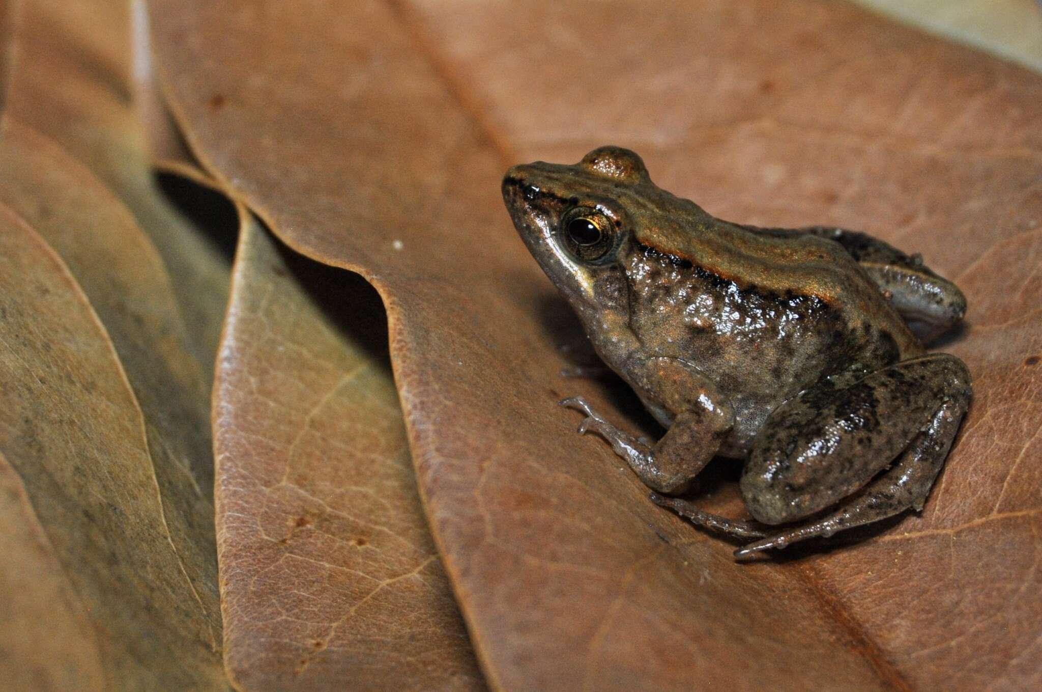 Image of Phrynobatrachus acridoides (Cope 1867)