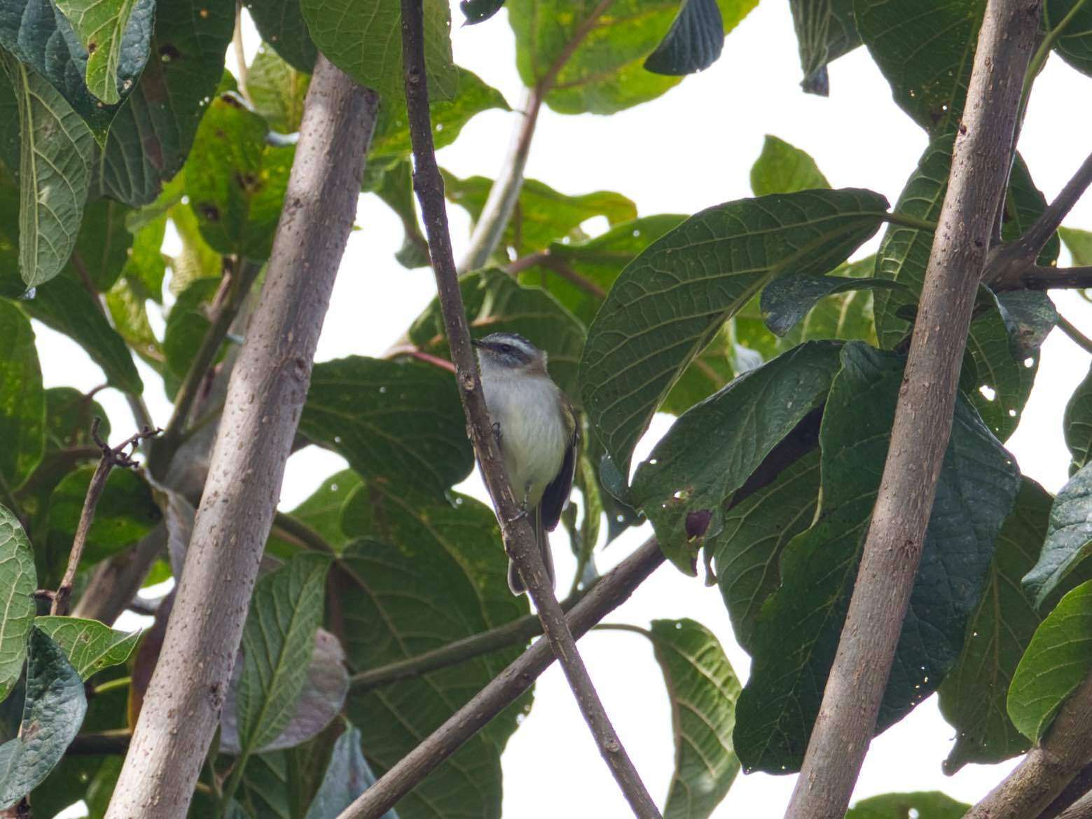 Imagem de Mecocerculus stictopterus (Sclater & PL 1859)