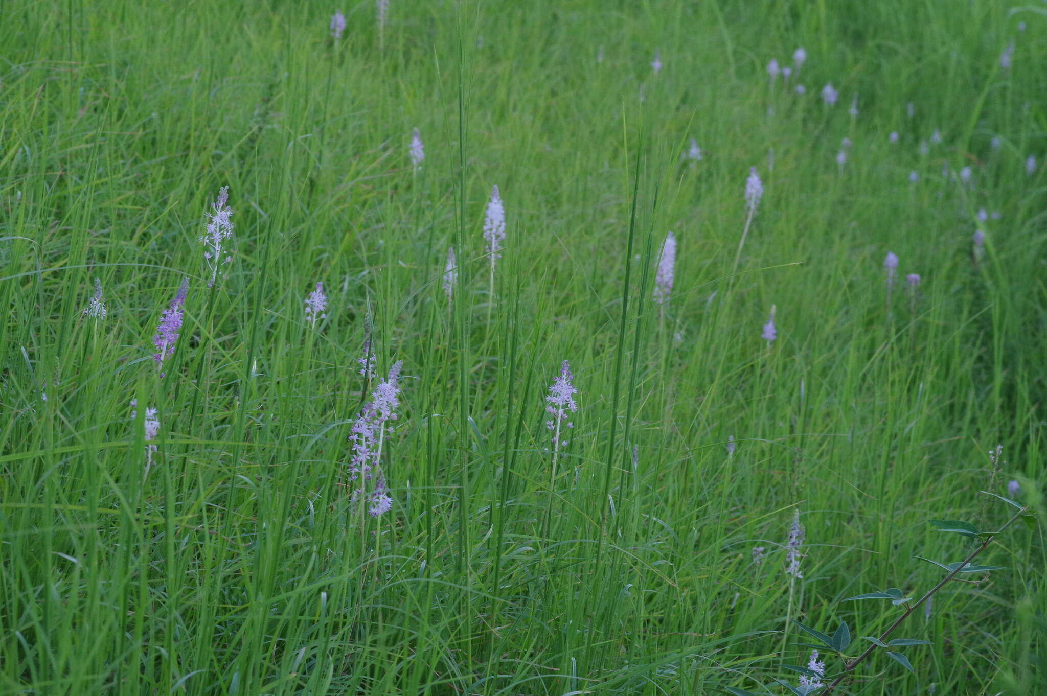 Image of Barnardia japonica (Thunb.) Schult. & Schult. fil.