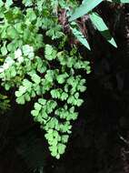 Adiantum andicola Liebm.的圖片