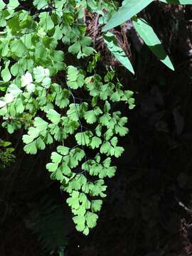 Image of Adiantum andicola Liebm.