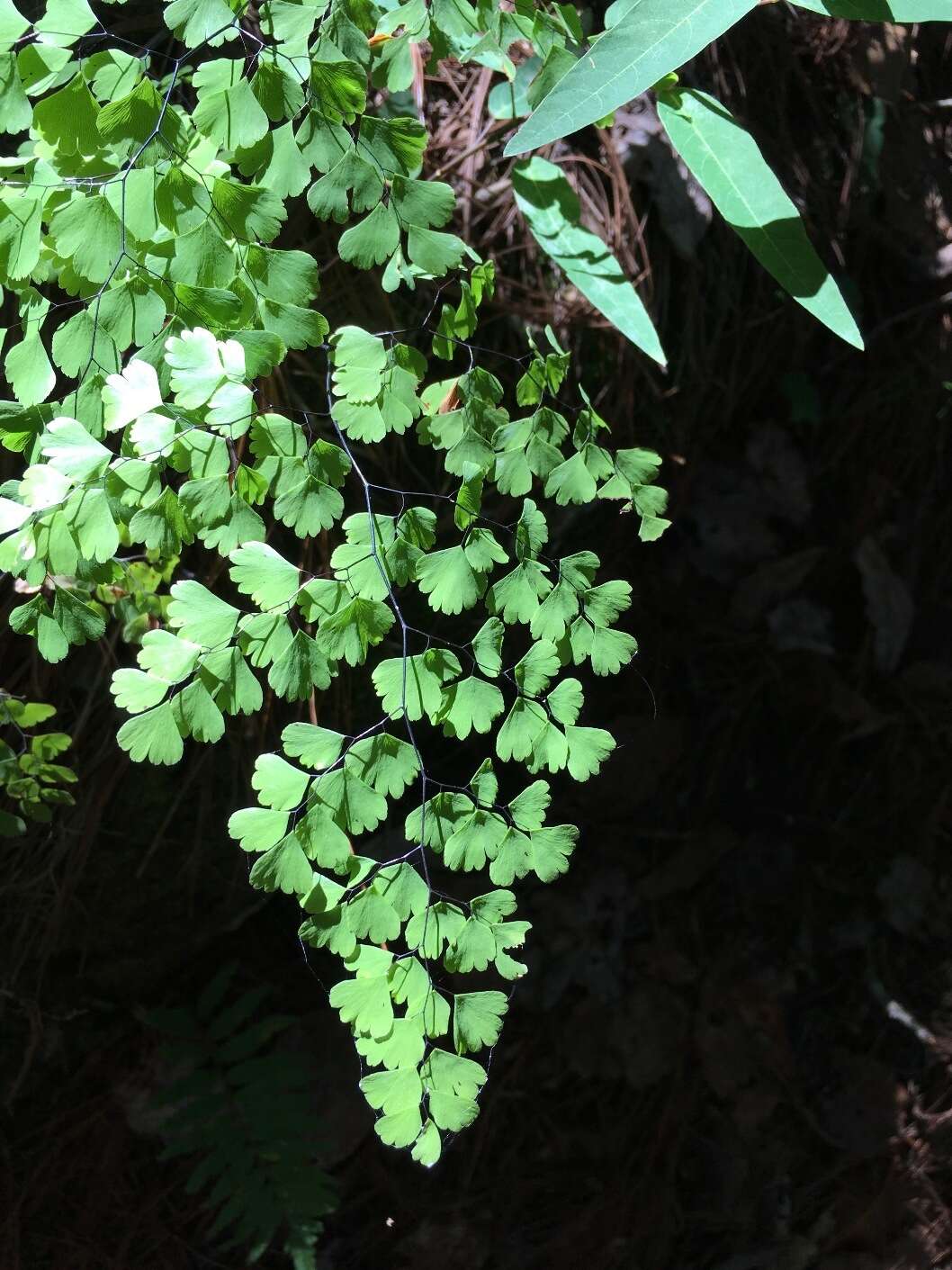 Adiantum andicola Liebm.的圖片