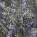 Image of Leucophyllum revolutum Rzedowski