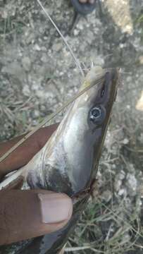 Image of Giant river catfish