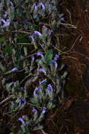 Plancia ëd Strobilanthes scrobiculatus Dalz. ex C. B. Cl.