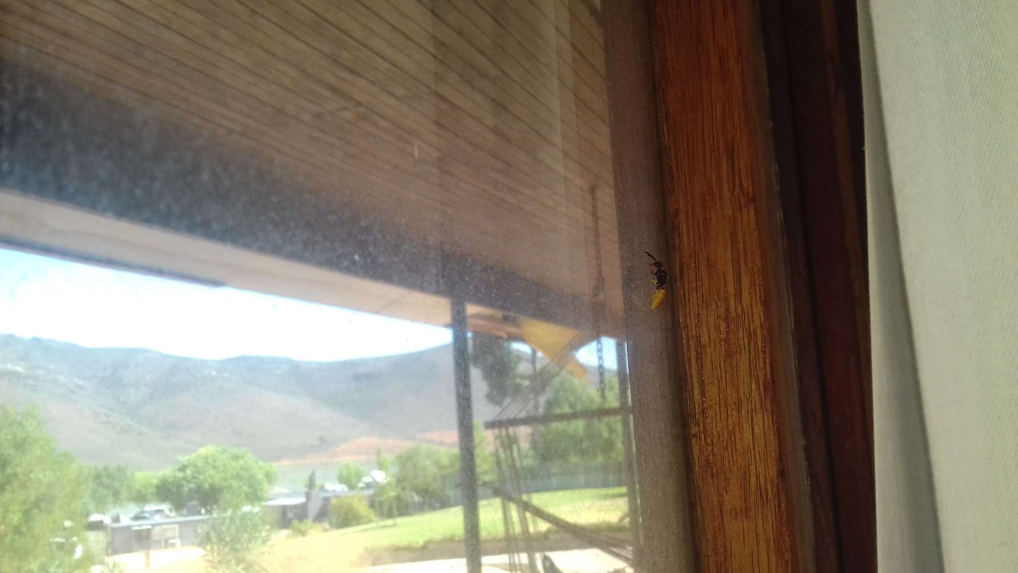 Imagem de Philanthus triangulum diadema (Fabricius 1781)