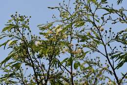 Plancia ëd Leucaena diversifolia (Schltdl.) Benth.