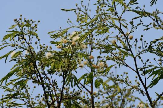 Plancia ëd Leucaena diversifolia (Schltdl.) Benth.