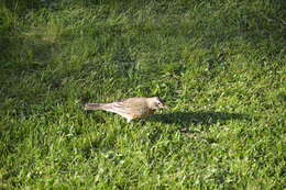 Image of American Robin