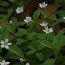 Image of Pseudostellaria europaea Schaeftl.