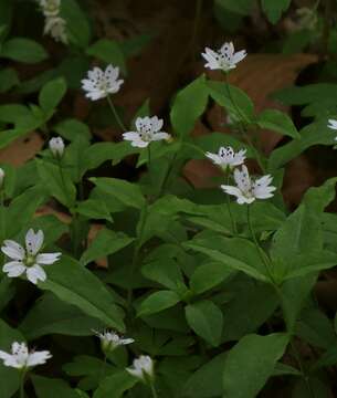 Image of Pseudostellaria europaea Schaeftl.