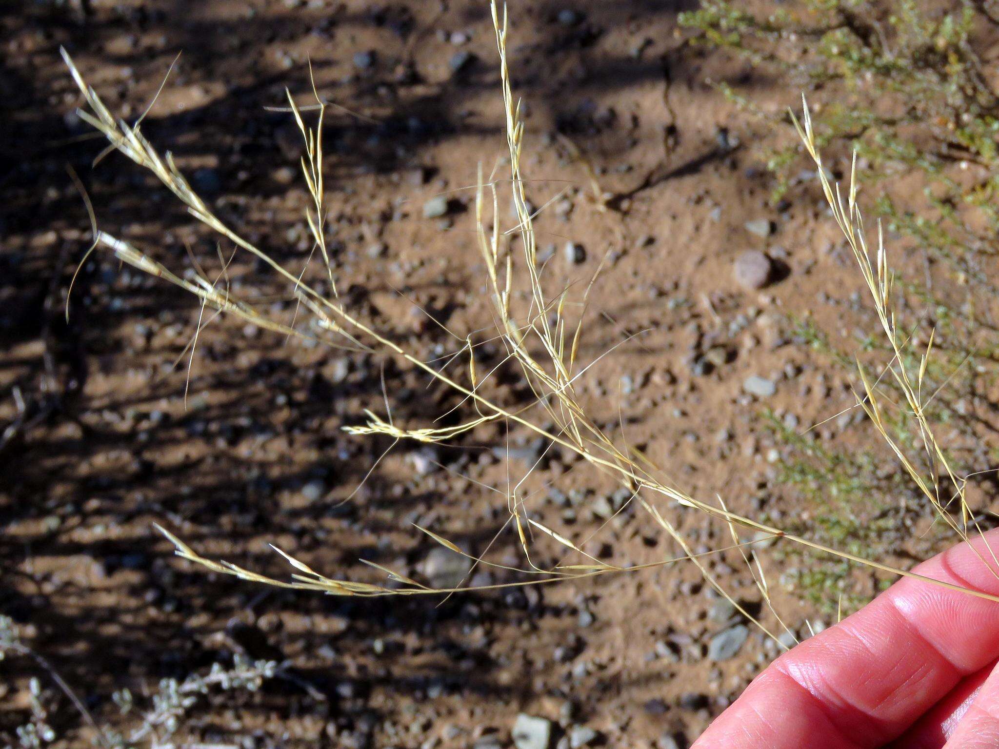 Image of Aristida diffusa Trin.