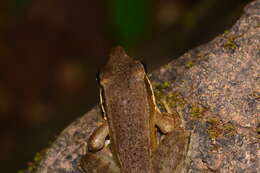 Image of Indosylvirana caesari (Biju, Garg, Mahony, Wijayathilaka, Senevirathne & Meegaskumbura 2014)