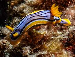 Image of Chromodoris elisabethina Bergh 1877