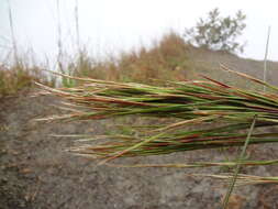 Sivun Andropogon bicornis L. kuva