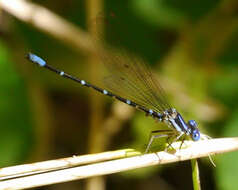 Image of Blue-ringed Dancer