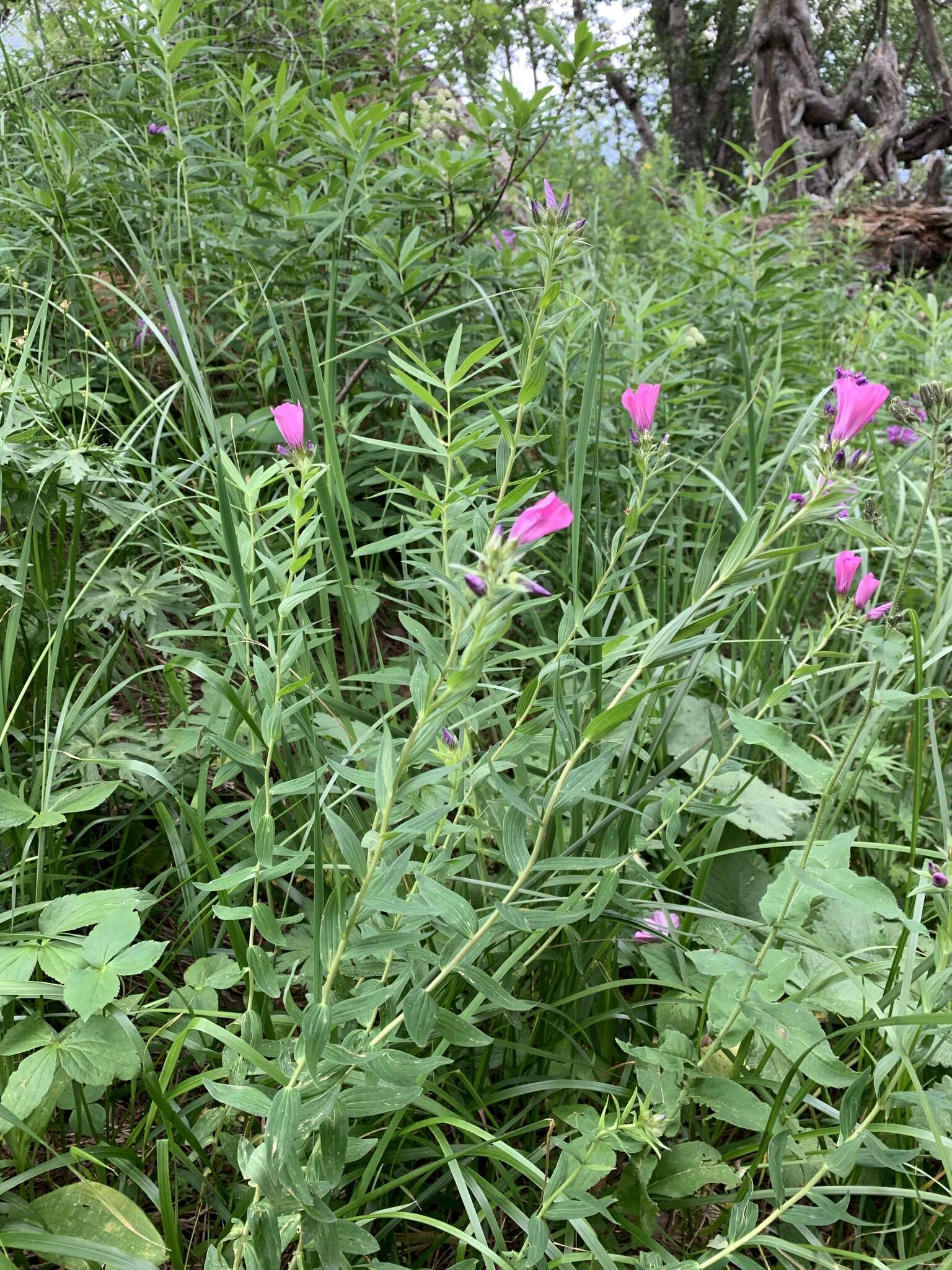 Linum hypericifolium Salisb. resmi