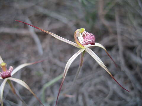 Image of Drooping spider orchid