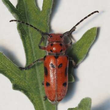 Image of Tetraopes mandibularis Chemsak 1963