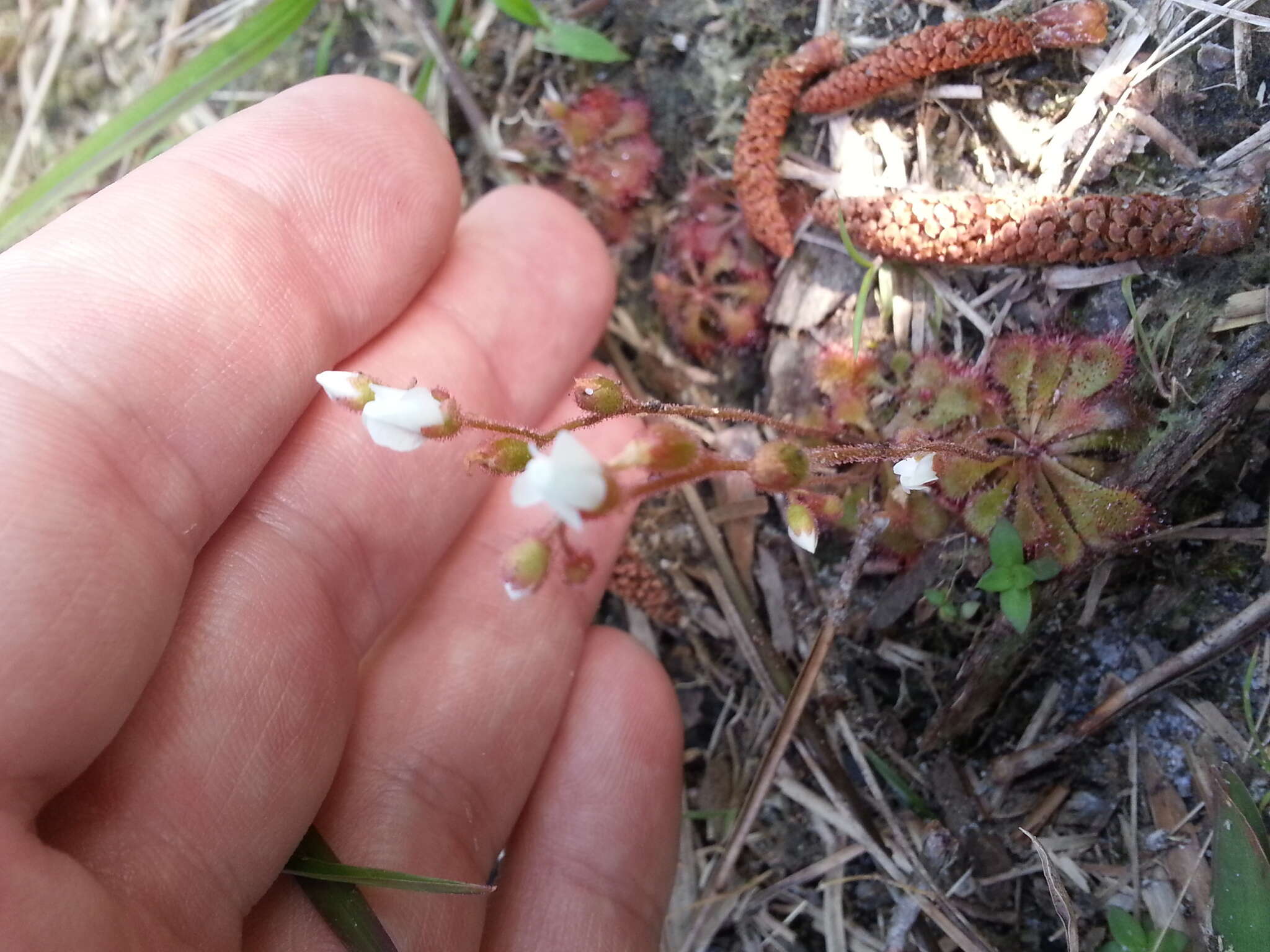 Image of dwarf sundew