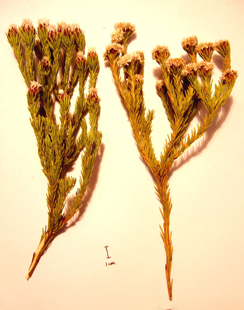 Image of Leucadendron sorocephalodes Phillips & Hutchinson