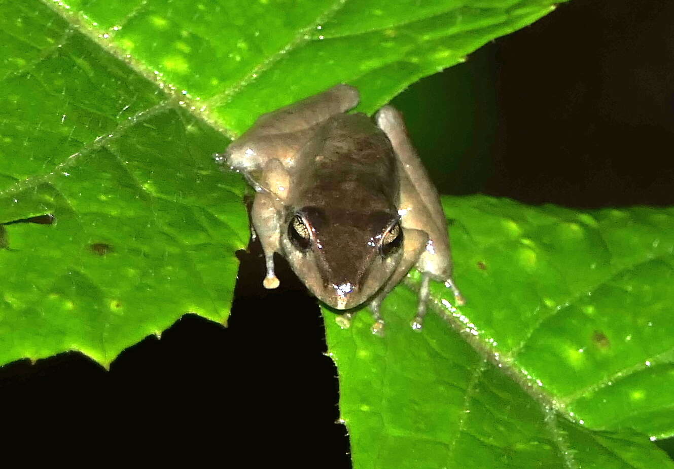 Sivun Pristimantis actites (Lynch 1979) kuva