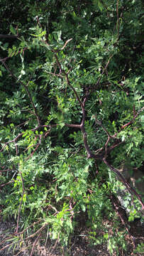 Image of Bursera laxiflora S. Wats.