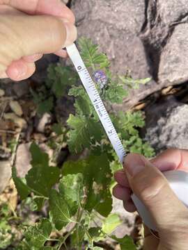 Image of rock phacelia