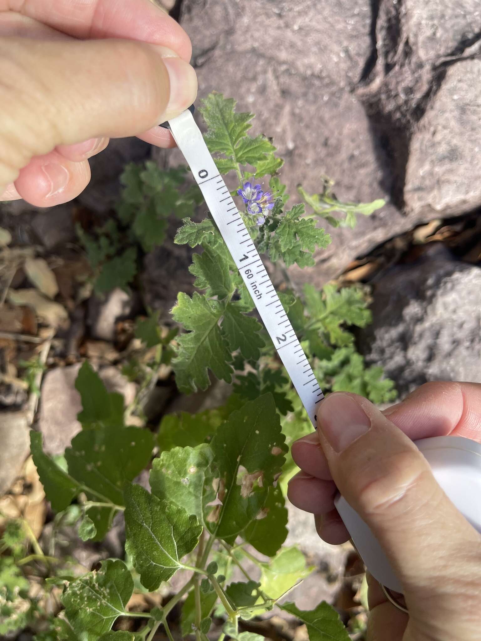 Phacelia rupestris Greene的圖片