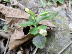 Image of Torenia flava Buch.-Ham. ex Benth.