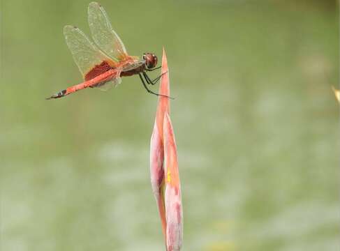 Tramea virginia (Rambur 1842) resmi