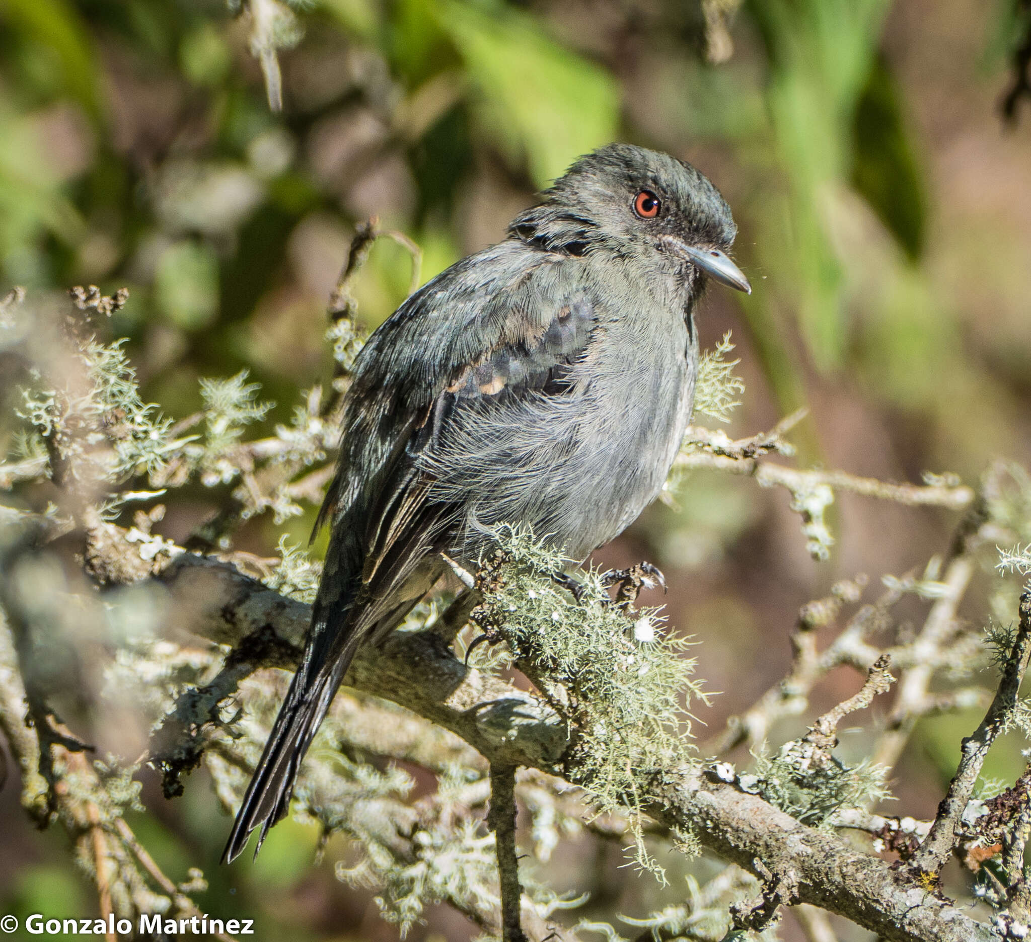 Image of Plumbeous Tyrant