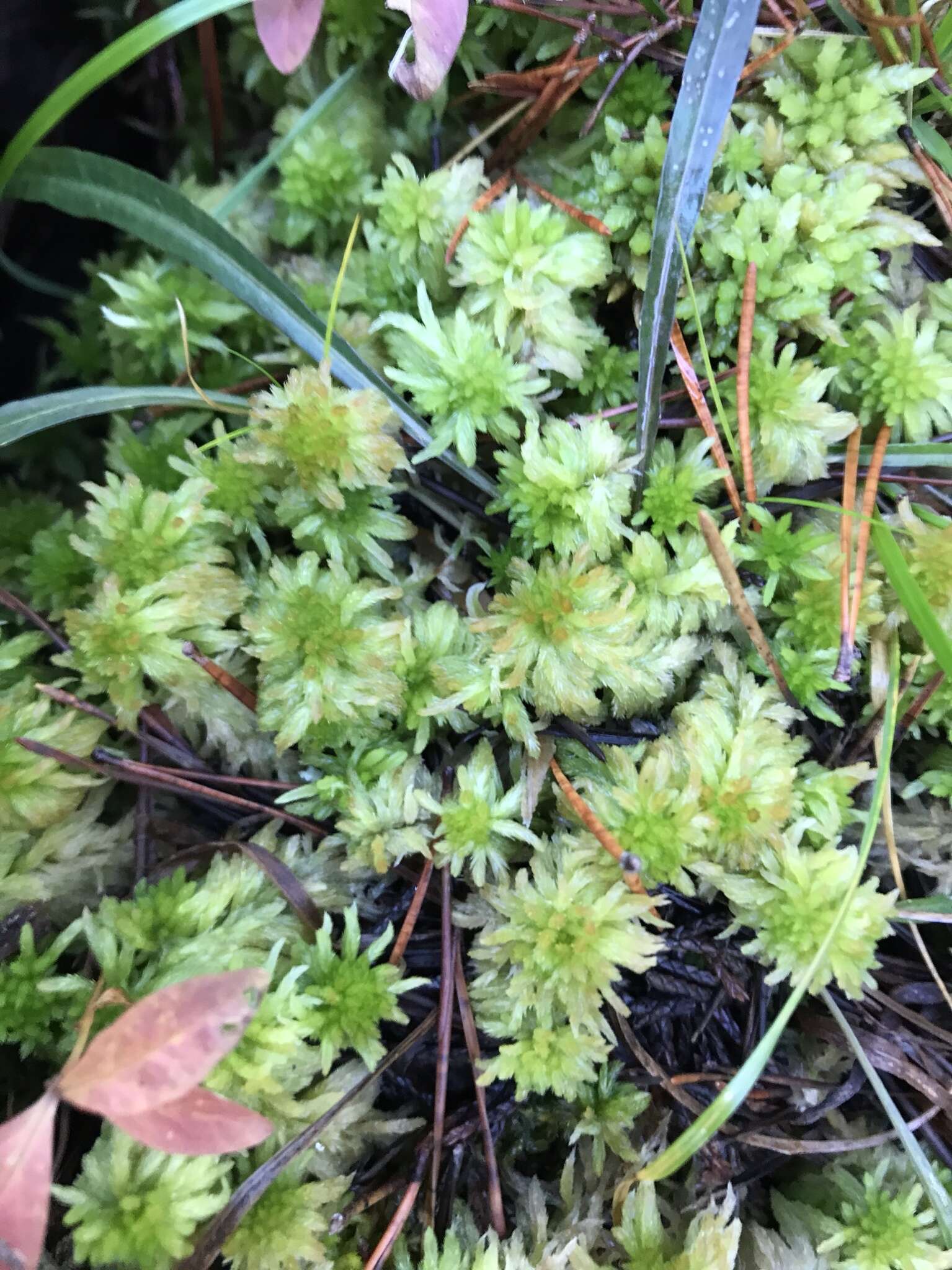 Image of Pacific sphagnum