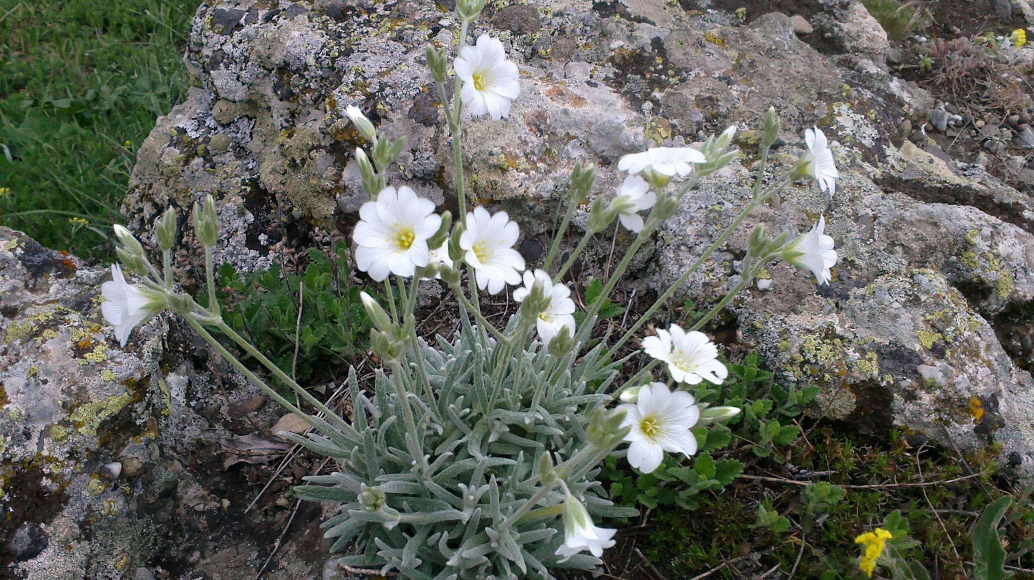 Imagem de Cerastium biebersteinii DC.