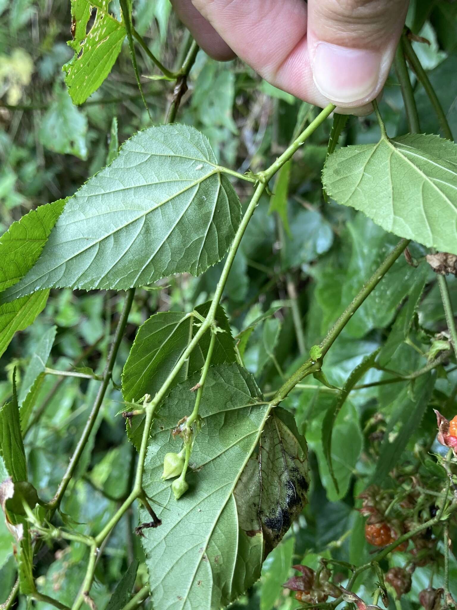 Image of Rubus lambertianus var. glandulosus Cardot